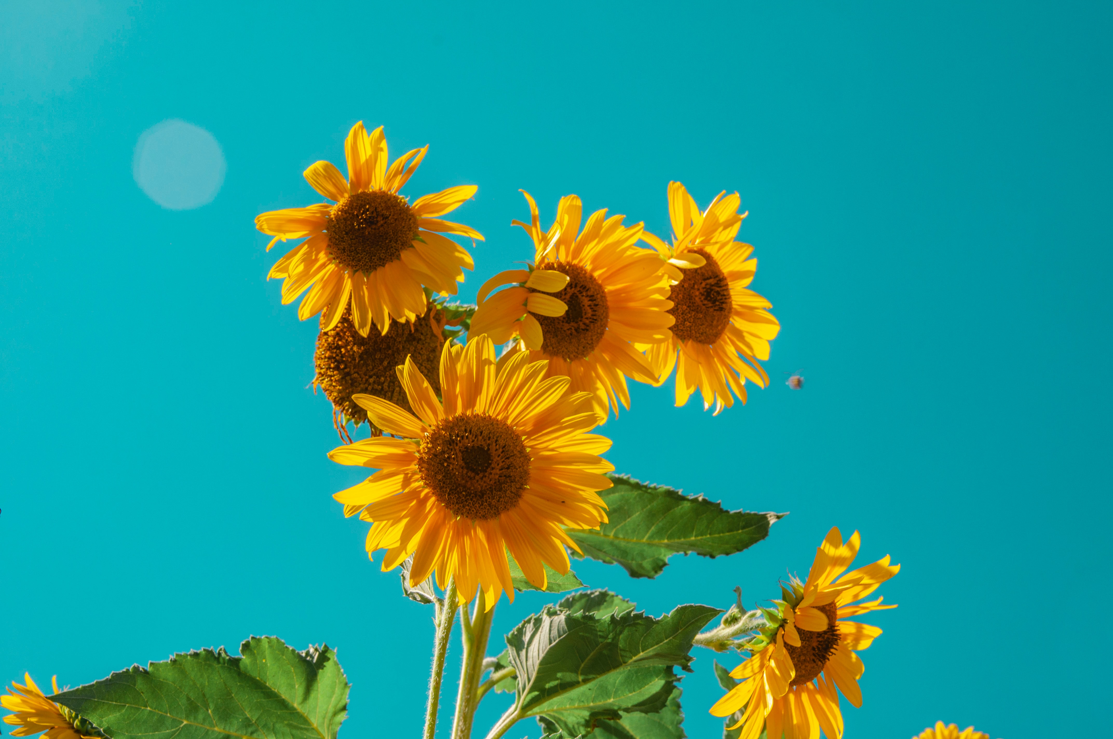 Sonnenblumen
